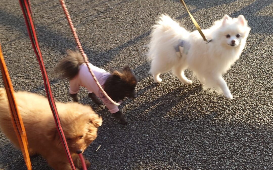 今日のお散歩で出会ったハイシニアさん