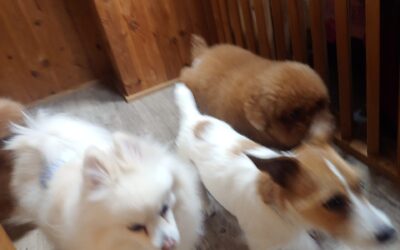 犬に指をさす、という話