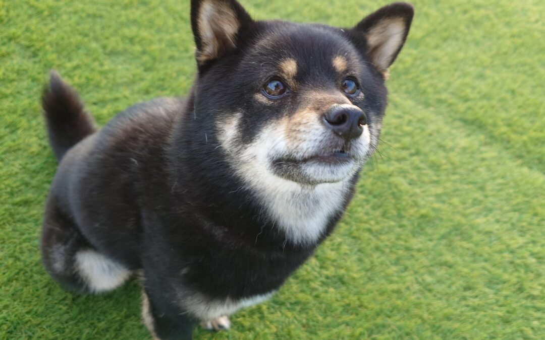 最近散歩ルートのレパートリー減った？