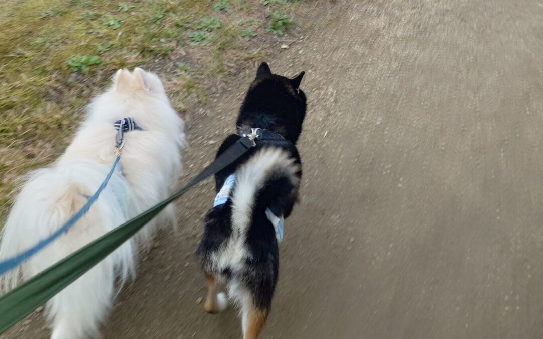 イベント出店してきました。