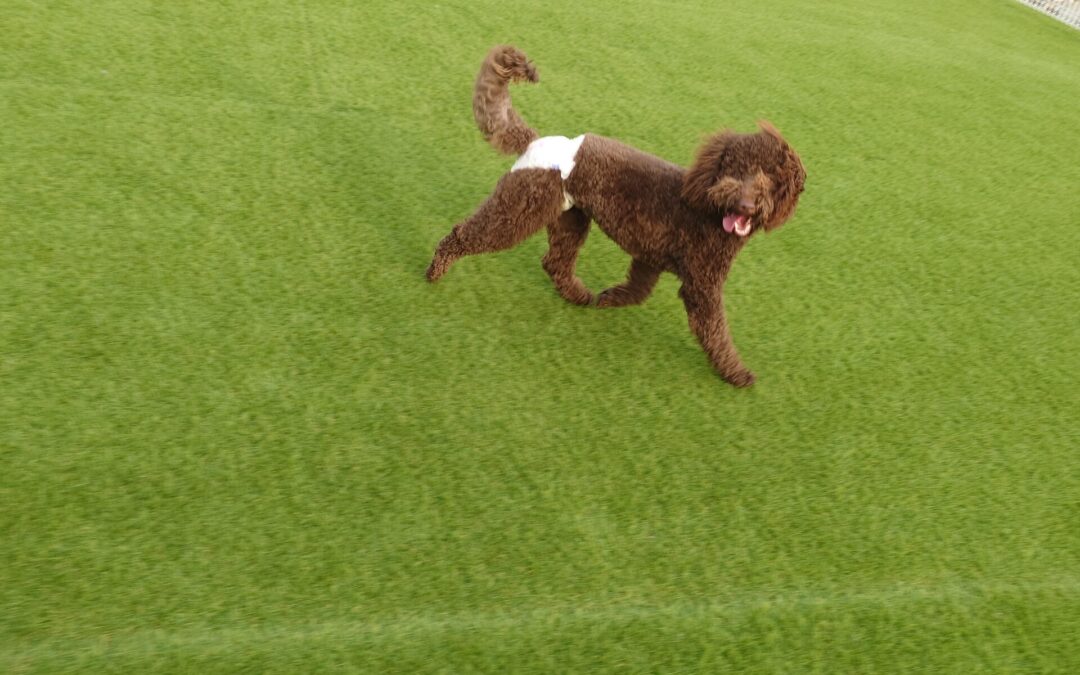 ドッグランでの出来事