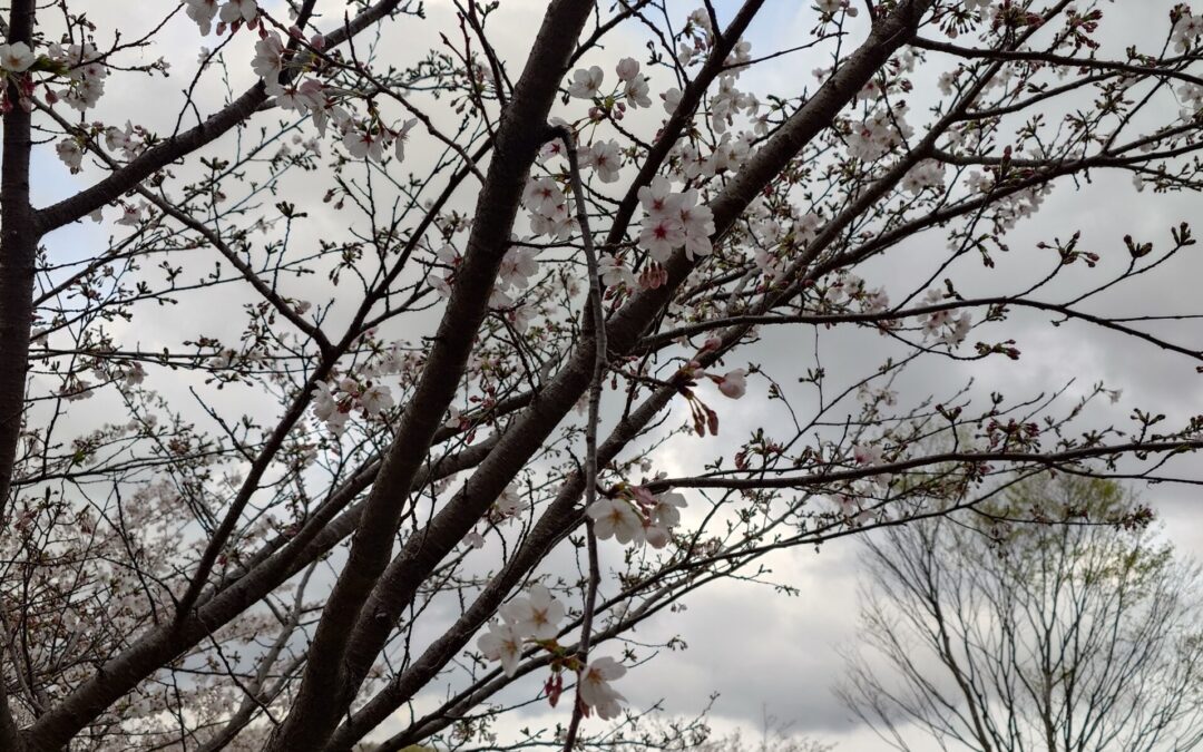  春眠暁を覚えず・・・