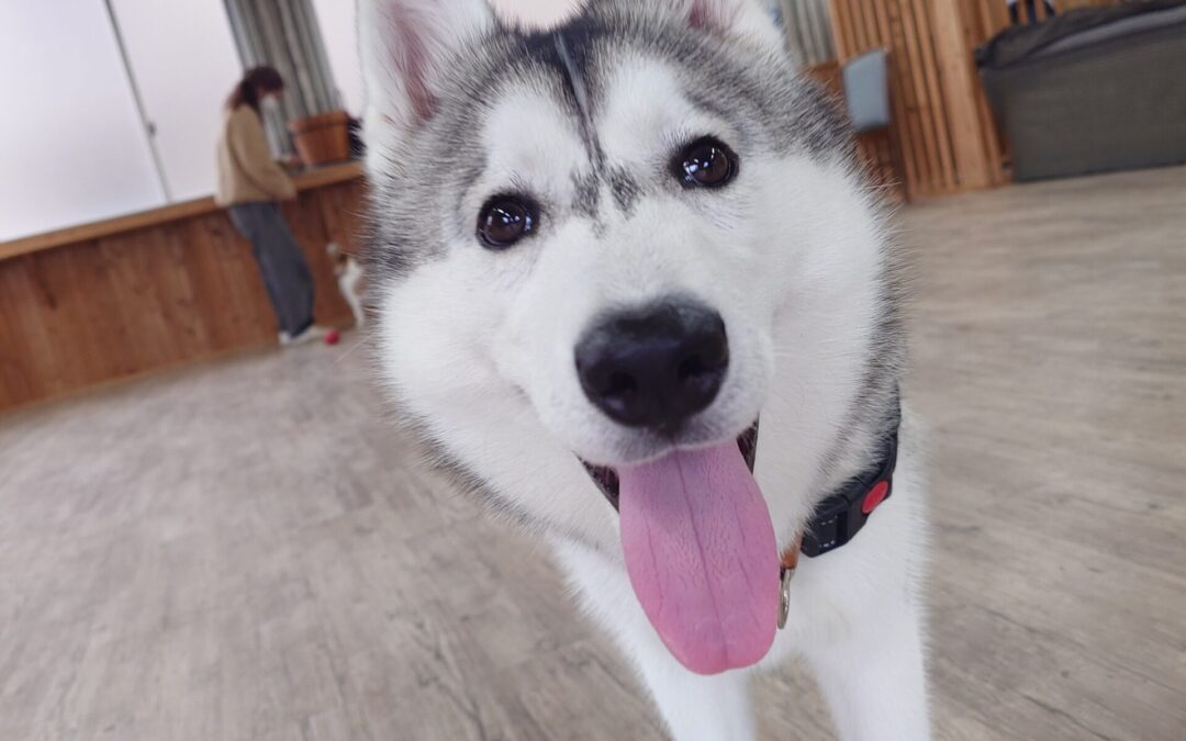 エイプリルフールの日