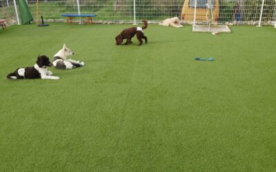 ドゥードル集まった日