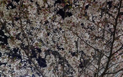 ぼんやり考えていることを・・・