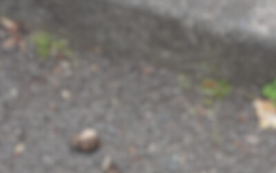 というわけで拾ってきたよ。